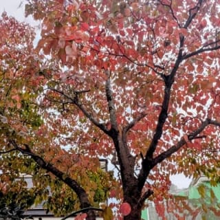 Thumbnail of post image 072