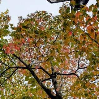 Thumbnail of post image 145