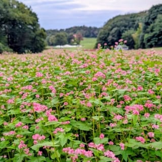 Thumbnail of post image 159